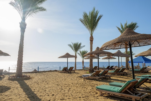 Leżaki na plaży. leżaki i palmy na piaszczystej plaży.