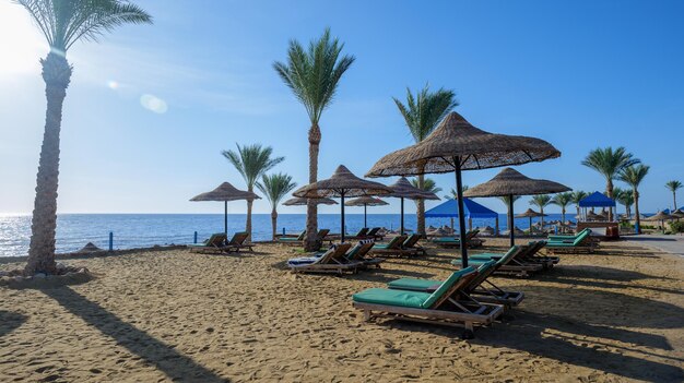 Leżaki na plaży. leżaki i palmy na piaszczystej plaży.