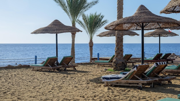 Leżaki na plaży. leżaki i palmy na piaszczystej plaży.