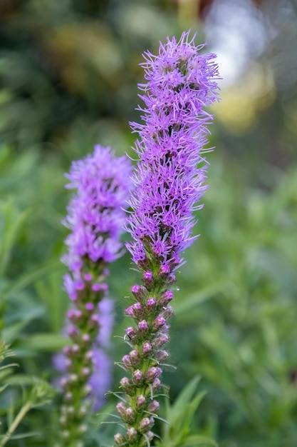 Liatris spicata lub gęsty, płonący purpurowy kwiat w ogrodzie