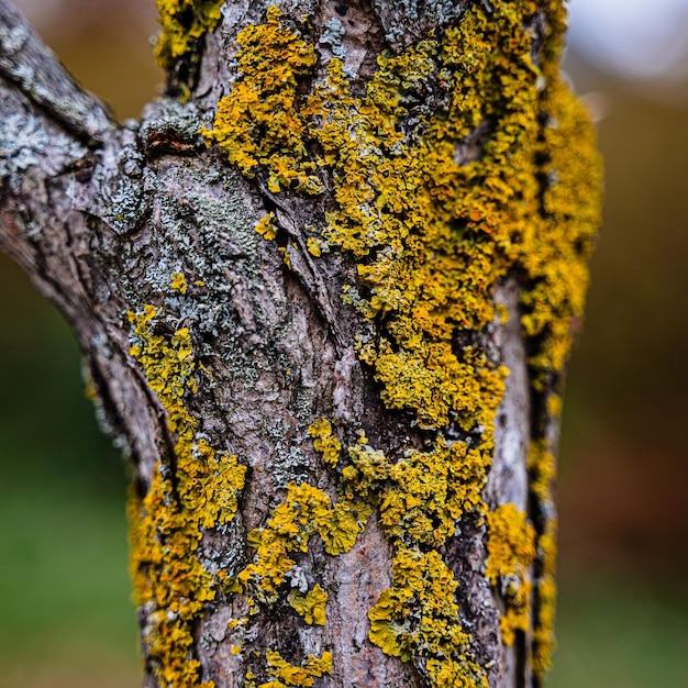 Zdjęcie licheny i mch na korze drzewa