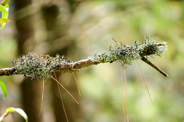 Zdjęcie licheny w przyrodzie na gałęziach