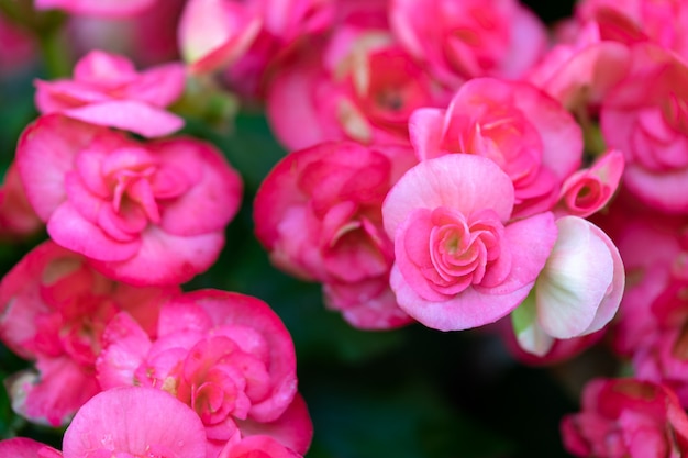 Liczne Jasne Kwiaty Bulwiastych Begonii (begonia Tuberhybrida) W Ogrodzie.