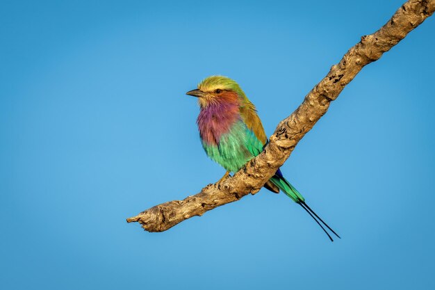 Zdjęcie lilac-breasted roller na gałęzi w niebieskim niebie