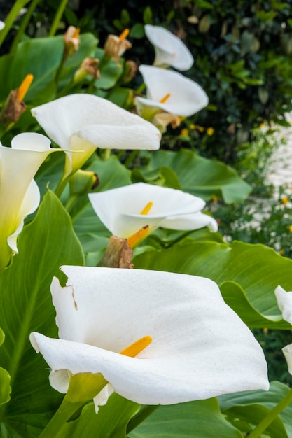 Lilia Calla Roślina Zantedeschia aethiopica