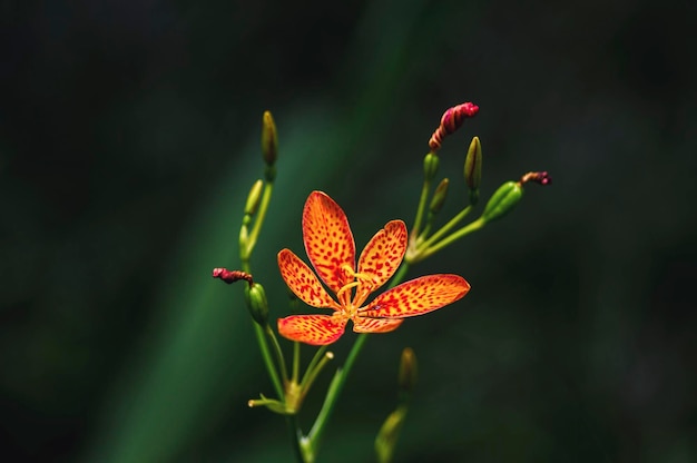 Zdjęcie lilia czarnobrązowa znana również jako lilia leopardowa iris domestica i kwiat leopardowy