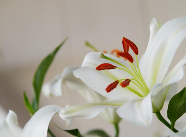 Lilia w tle obiektu kwiatowego w czasie kwitnienia