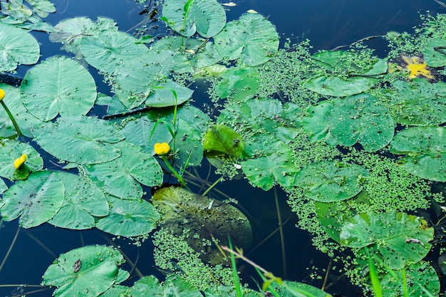 Lilia wodna lub lilia wodna żółta Nuphar lutea roślina wodna w stawie