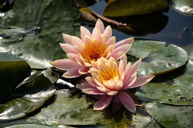 Lilia wodna Nymphaea tetragona