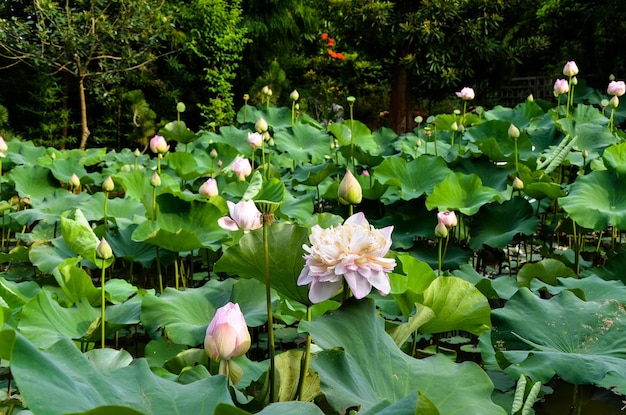 Lilia wodna Nymphaea tetragona