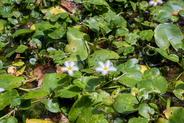 Zdjęcie lilia wodna w stawie ogrodowym bali