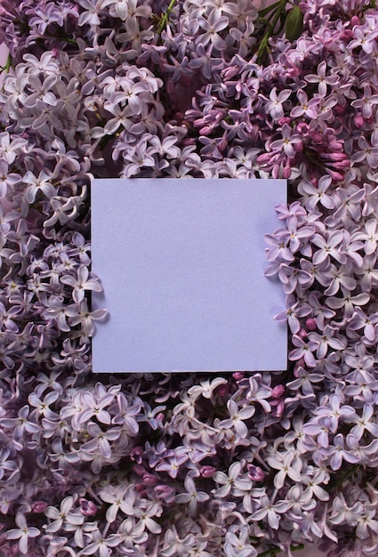 Liliowe kwiaty na kolorowym tle Koncepcja nadchodzi wiosna Przestrzeń na tekst Mock up