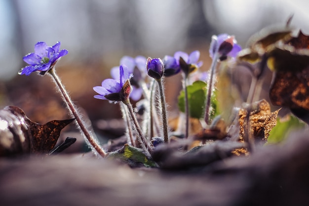 Liliowe wątrobowce w deszczu