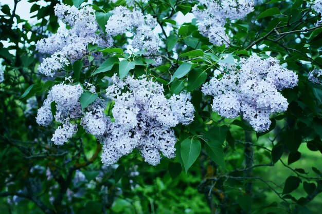 Liliowo-fioletowe pachnące kwiaty w letnim parku