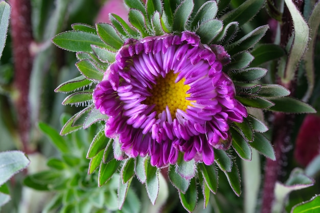 Liliowy kwiat aster makro fotografia makro