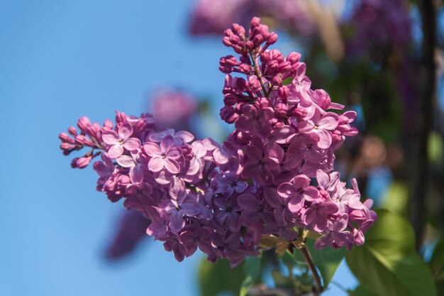 Liliowy naturalny liliowy Natura i kwiaty Kwitnący krzew bzu