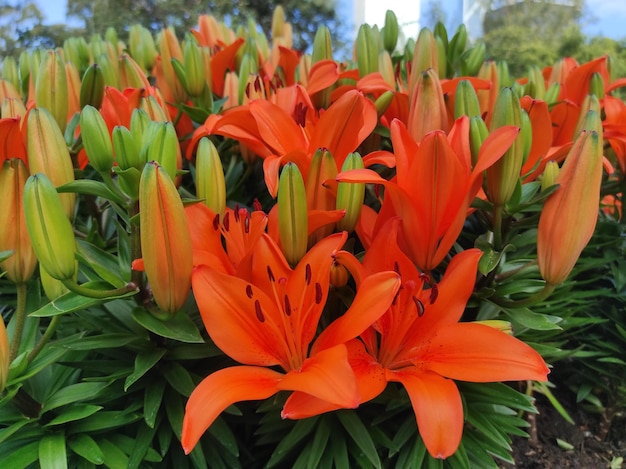 Lilium bulbiferum lub lilia pomarańczowa, lilia ognista i lilia tygrysia w rozkwicie