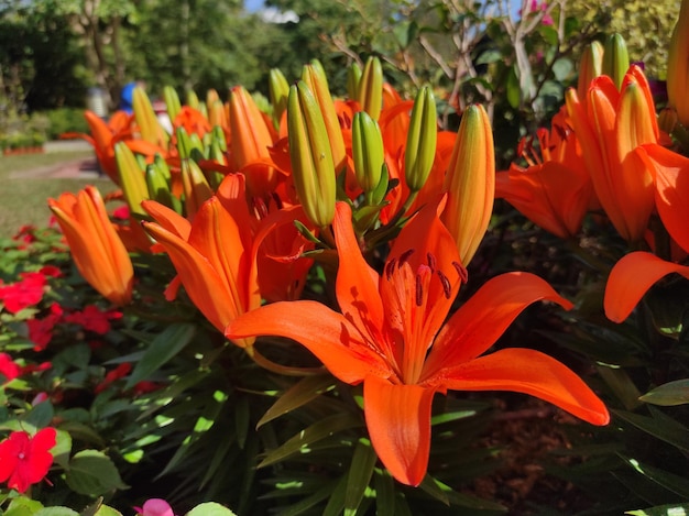 Lilium bulbiferum lub lilia pomarańczowa, lilia ognista i lilia tygrysia w rozkwicie.