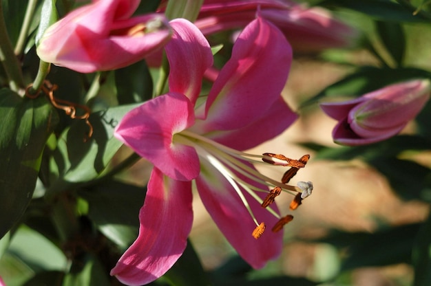 Lily Fedora piękny botaniczny strzał, naturalna tapeta