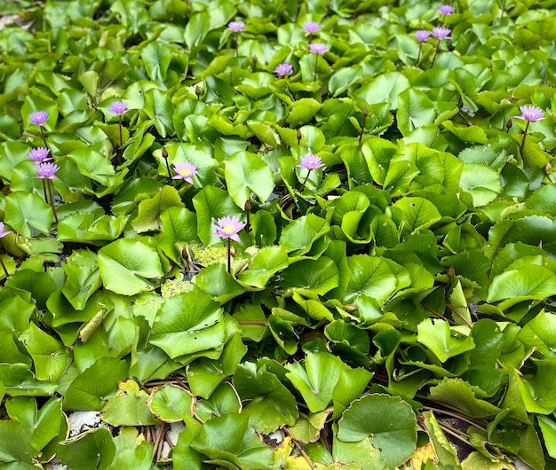 Lily pond fioletowe lilie fioletowa lilia staw fioletowa lilia pad lilia pad