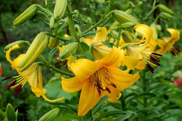 Lily Yellow Bruse piękny botaniczny strzał, naturalna tapeta
