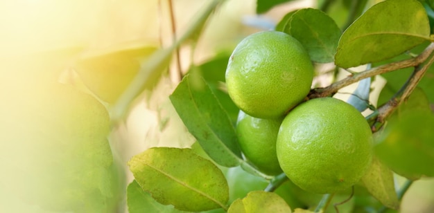 Limonka cytrynowa Zielone limonki na drzewie Świeże owoce cytrusowe wapna w ogrodzie gospodarstwo rolne z zielonym rozmyciem tła w lecie