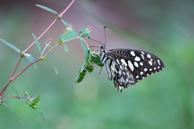 Limonkowy motyl na roślinie