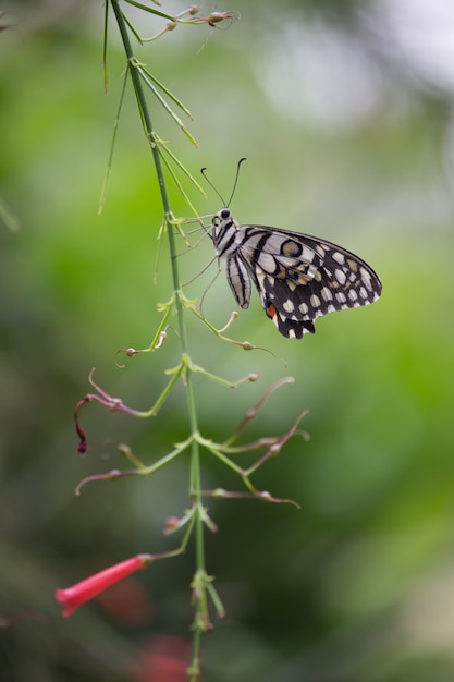 Limonkowy motyl na roślinie