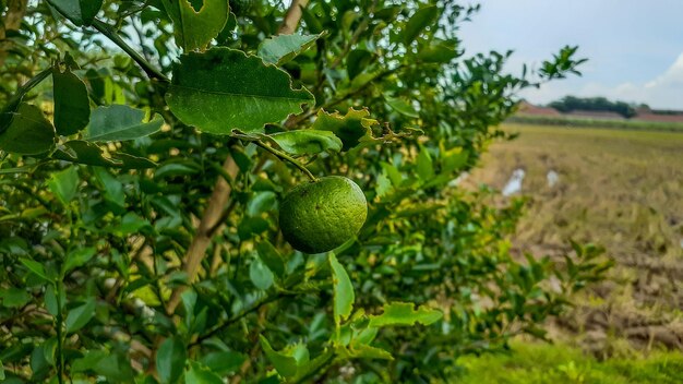 Zdjęcie limy w ogrodzie są doskonałym źródłem witaminy czielona organiczna limonka owoce cytrusowe wiszące na drzewie