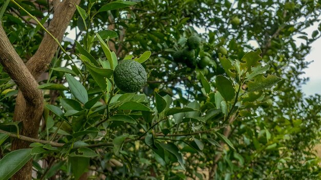 Zdjęcie limy w ogrodzie są doskonałym źródłem witaminy czielona organiczna limonka owoce cytrusowe wiszące na drzewie