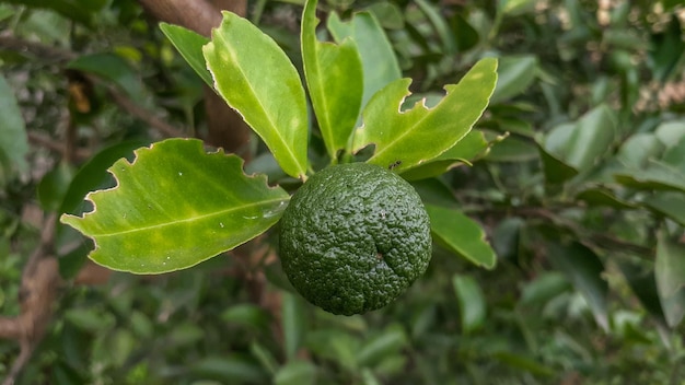 Limy w ogrodzie są doskonałym źródłem witaminy CZielona organiczna limonka owoce cytrusowe wiszące na drzewie