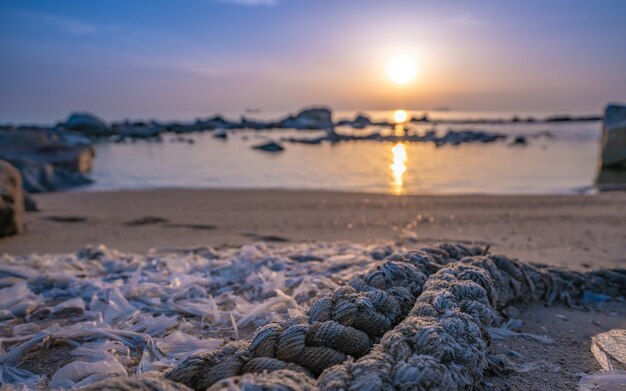 Lina cumownicza związana na piaszczystej plaży