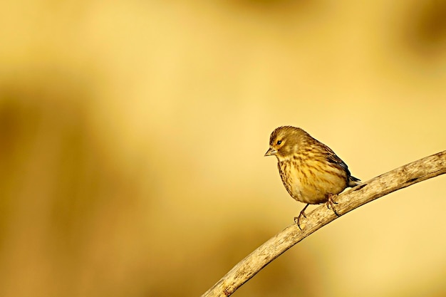 Linaria cannabina - Dzwoniec zwyczajny to gatunek wróblowaty z rodziny Fringillidae