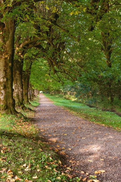 Linden Alley w Argory Gardens, National Trust Estate, Nature Park, National Cultural Reserve w Dungannon, County Tyrone, Irlandia Północna, Wielka Brytania. Słoneczny dzień wczesną jesienią