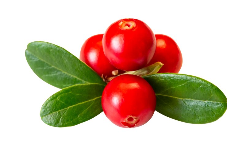 Lingonberry z izolowanymi liśćmi na białym tle