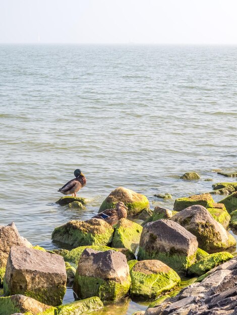 Linia brzegowa i plaża z widokiem na morze w Volendam, Holandia, pod błękitnym niebem