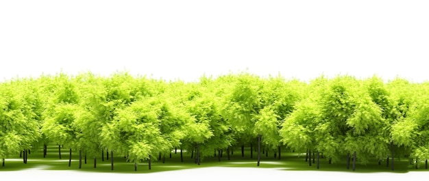 linia lasu z cieniami pod drzewami, izolowana na białym tle, ilustracja 3D, renderowanie cg