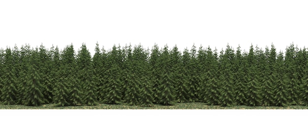 linia lasu z cieniami pod drzewami, izolowana na białym tle, ilustracja 3D