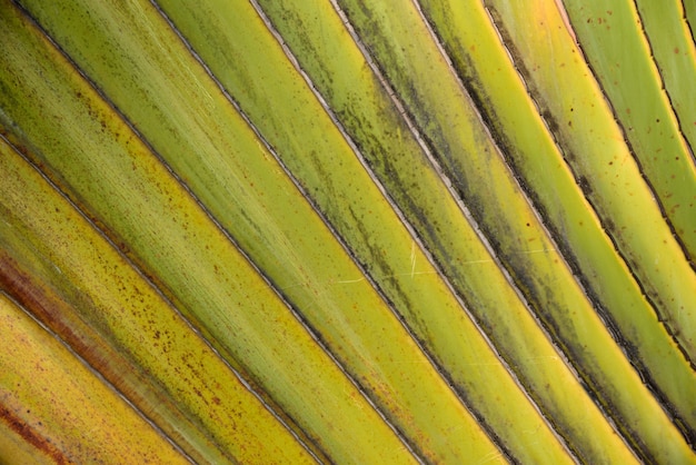 linia palmowa ozdobna drzewo kolor zielony i żółty