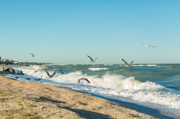 Linia Piaszczystej Plaży Burzliwego Morza