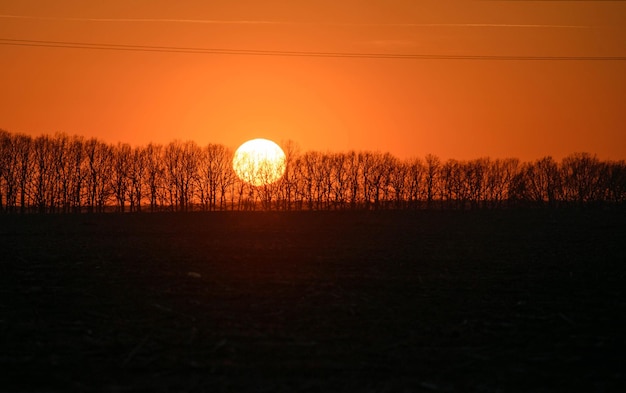 Linie energetyczne i sylwetka drzew o zachodzie słońca