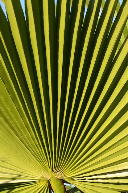 Zdjęcie linie i tekstury liści zielonej palmy