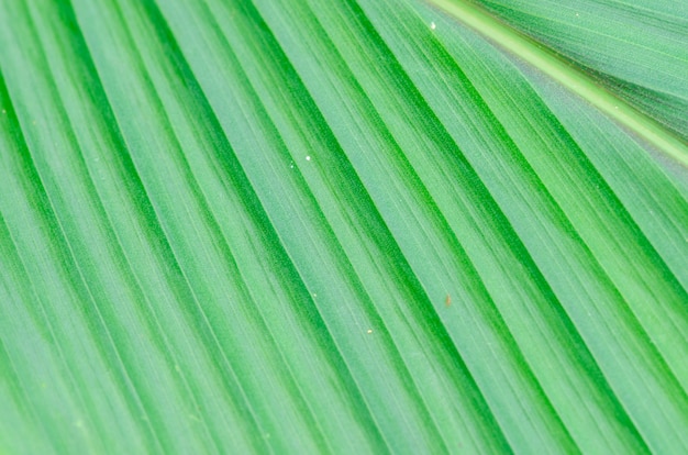 Linie i tekstury liści zielonej palmy