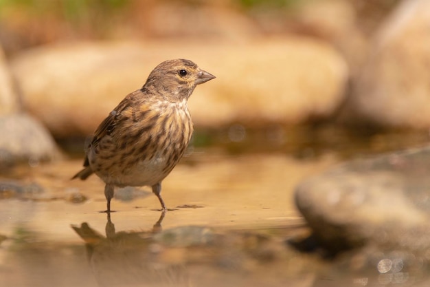 Linnet pospolity Carduelis cannabina Malaga Hiszpania