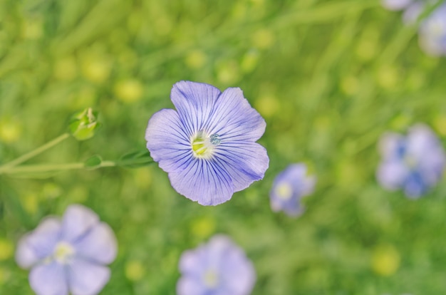 Linum lewisii kwiat. Niebieskie kwiaty lnu