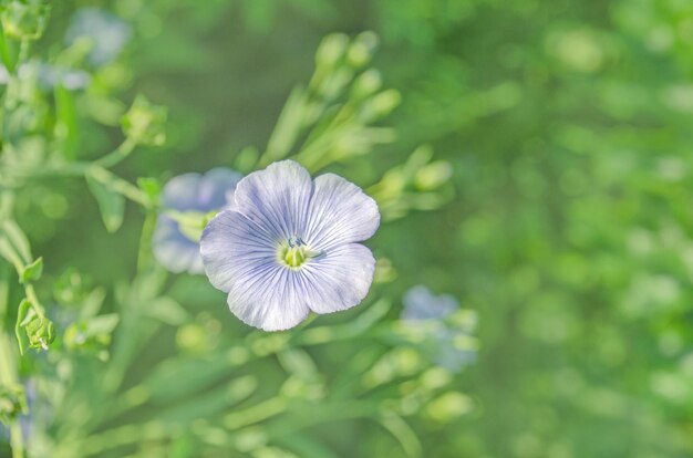 Linum perenne (wieloletni len). Niebieskie kwiaty lnu