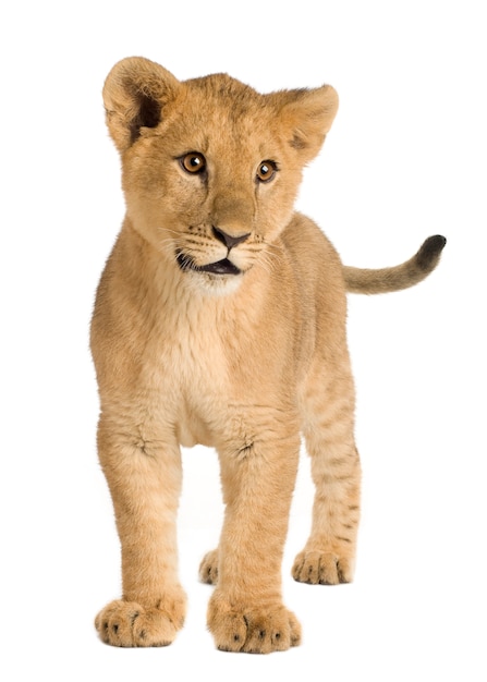 Lion Cub (5 miesięcy) z przodu na białym na białym tle