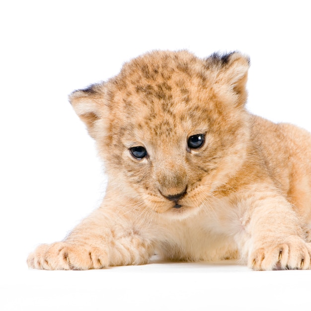 Lion Cub leżącej na białym tle.