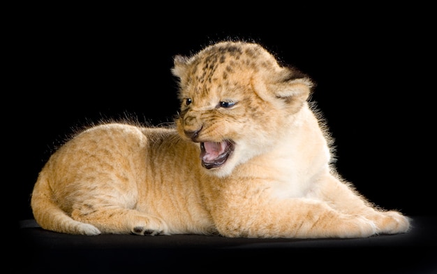 Lion Cub Na Białym Tle.