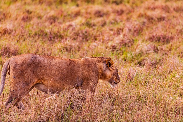 Lioness Wild Cat Wildlife Animals Savanna Grassland Wilderness Maasai Mara National Park Kenia